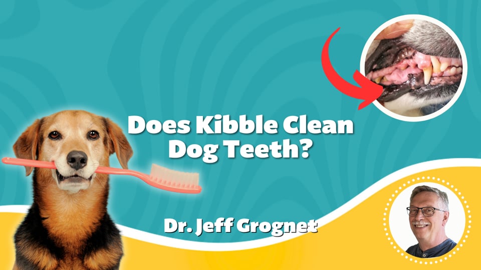 Does Kibble Clean Dog Teeth?