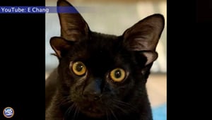 Dobby The Four Eared Cat