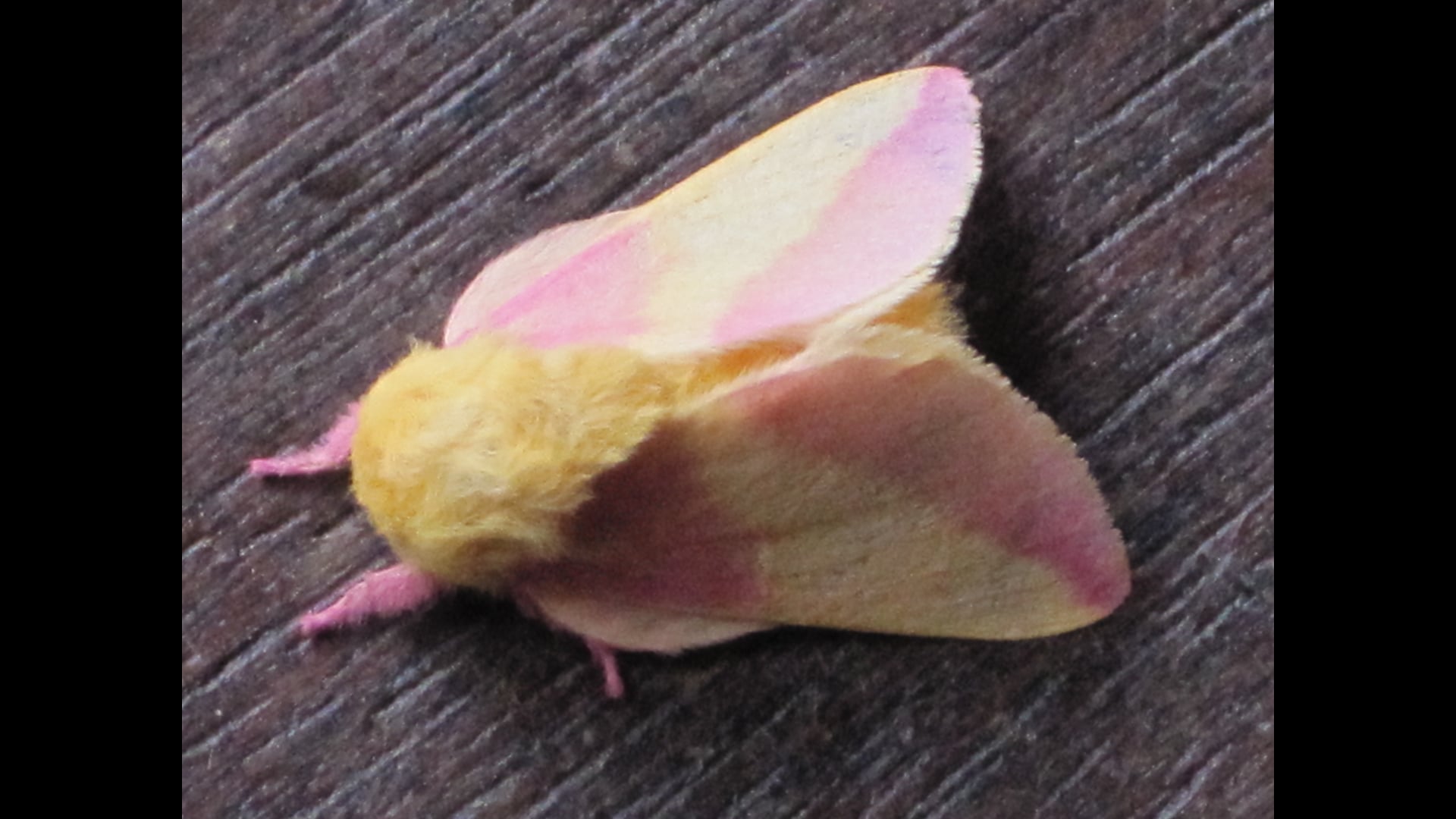 2026 February 11: Aging, Not the Concept but How It Is