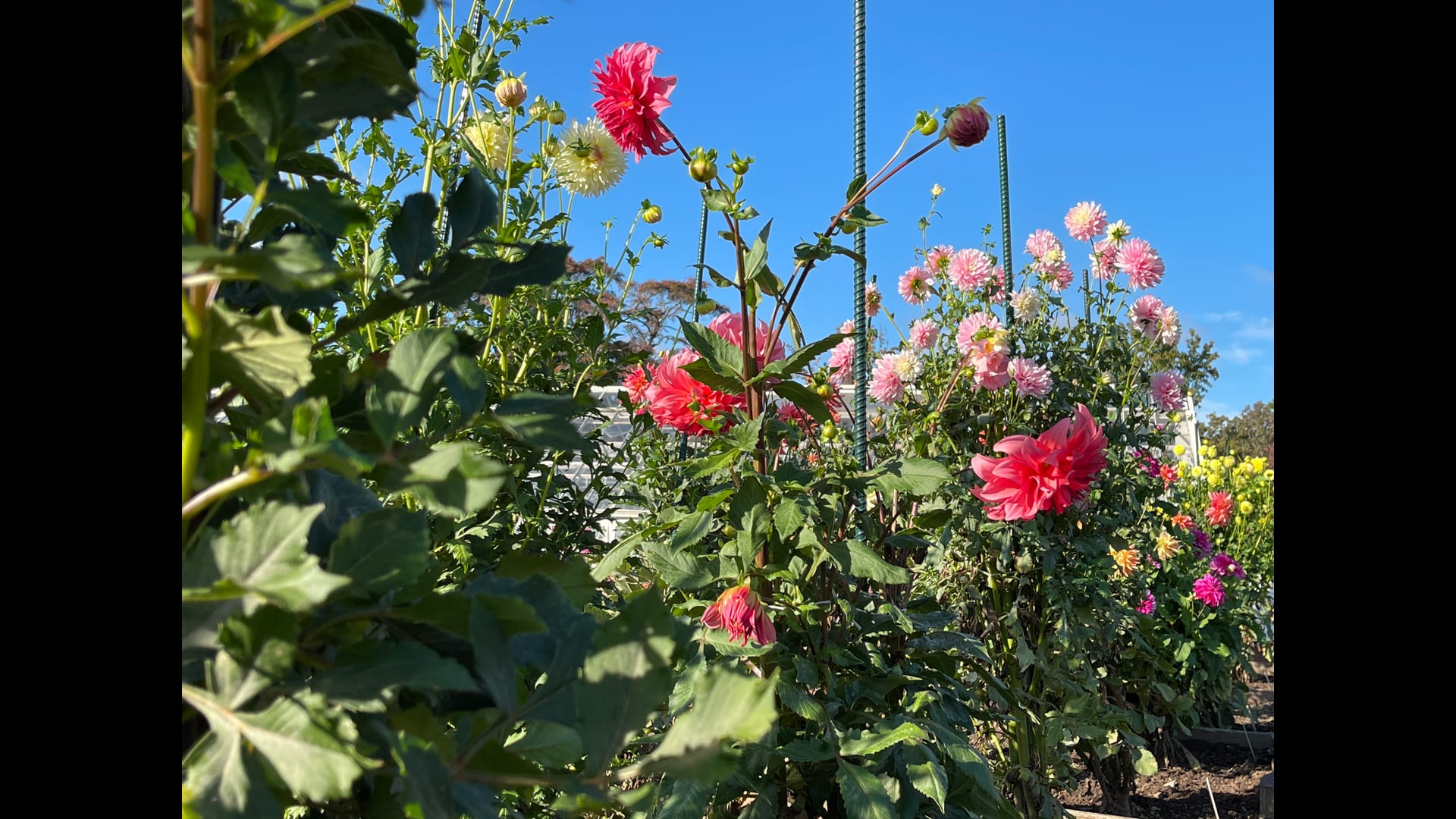 2026 February 16: Moment to Moment Relationship with the Truth of Aging