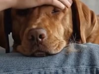 Pet Hair? No Problem