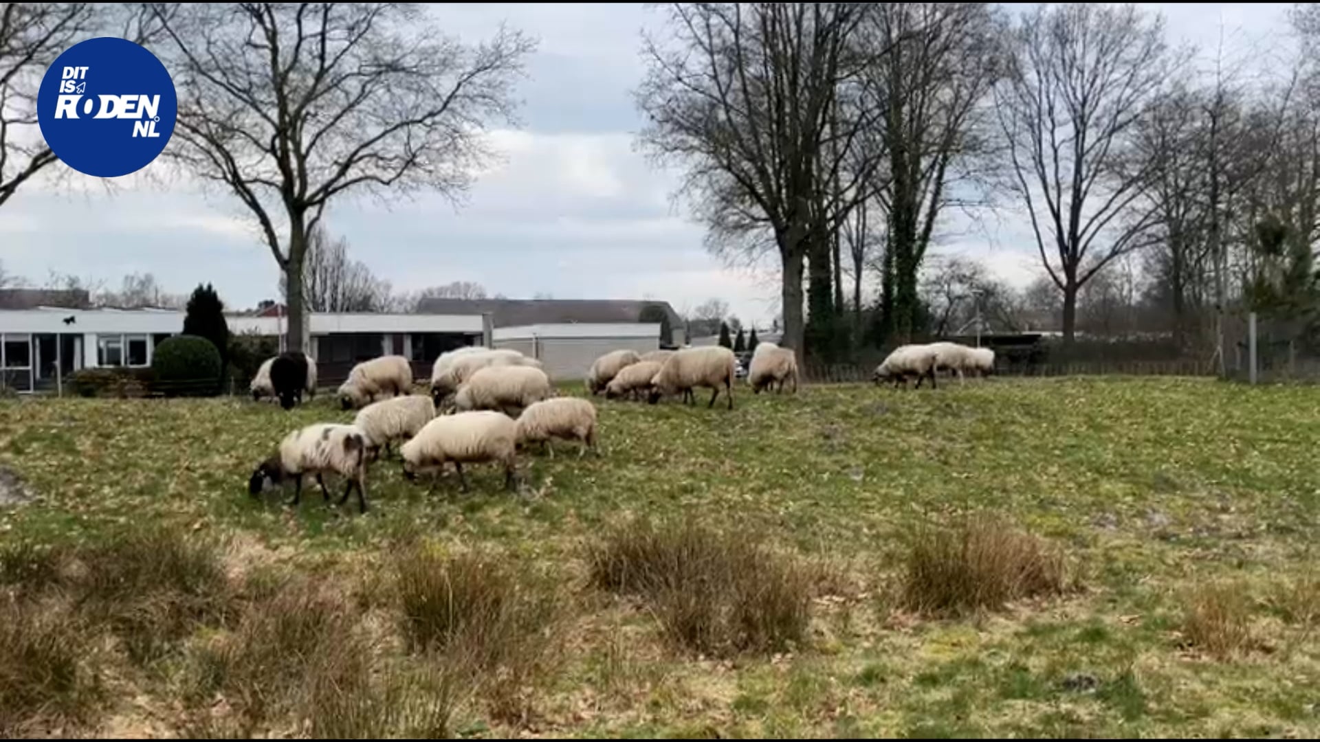 schapen van Nico Buitenkamp zijn weer in Roden te bewonderen