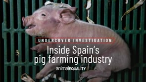 Investigation inside 9 pig farms in Spain