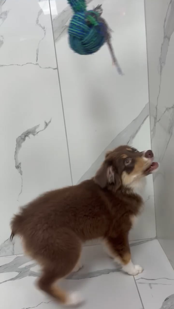 Female Australian Shepherd puppy named Aspen for sale at Puppy Dreams - Missouri City. video thumbnail