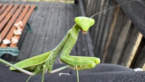 Related Embedded Video Item Thumbnail