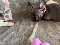 My personality & characteristics