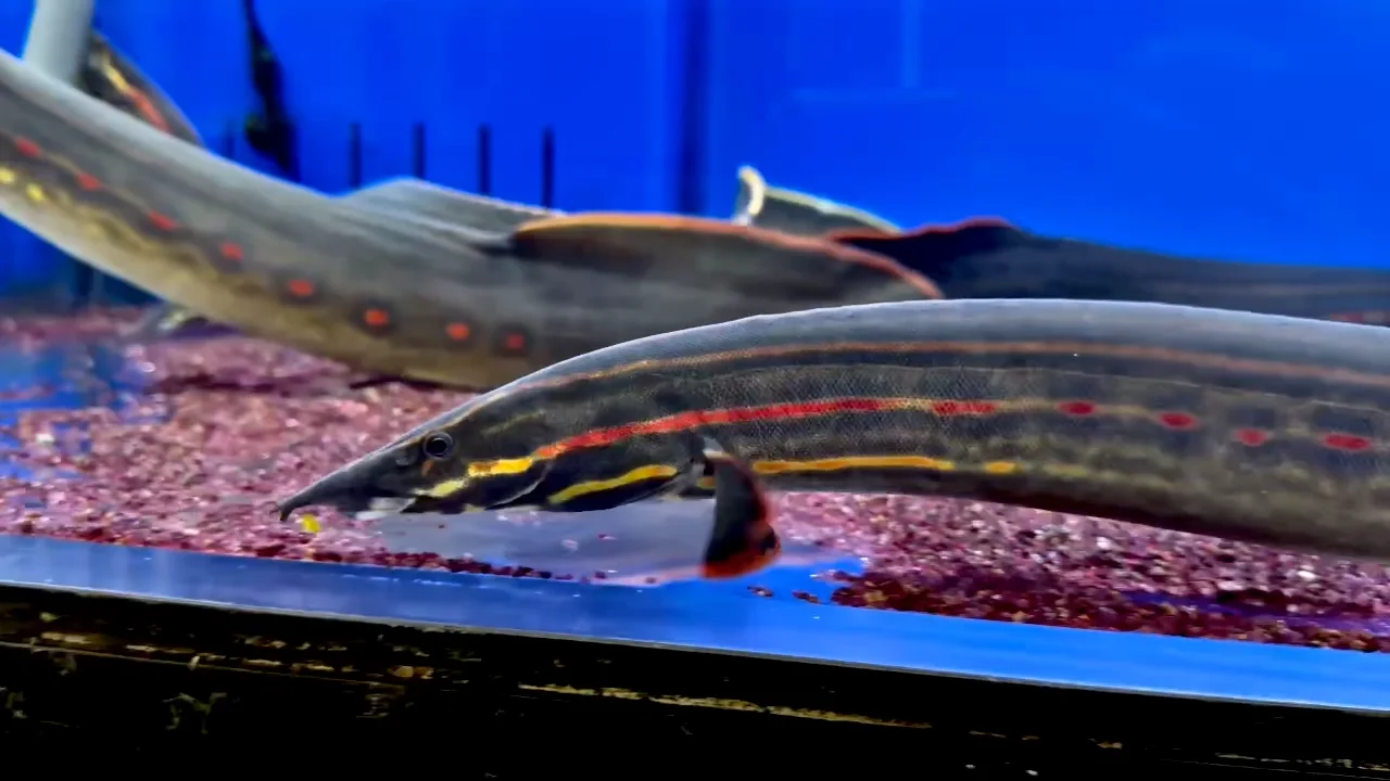 ファイヤースパイニーイール 45cm± | AQUASTYLEG