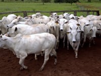 Geral Lotes<br> 26/27/28/29