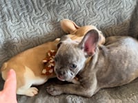 My personality & characteristics