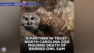 Rest In Peace Sam The Owl