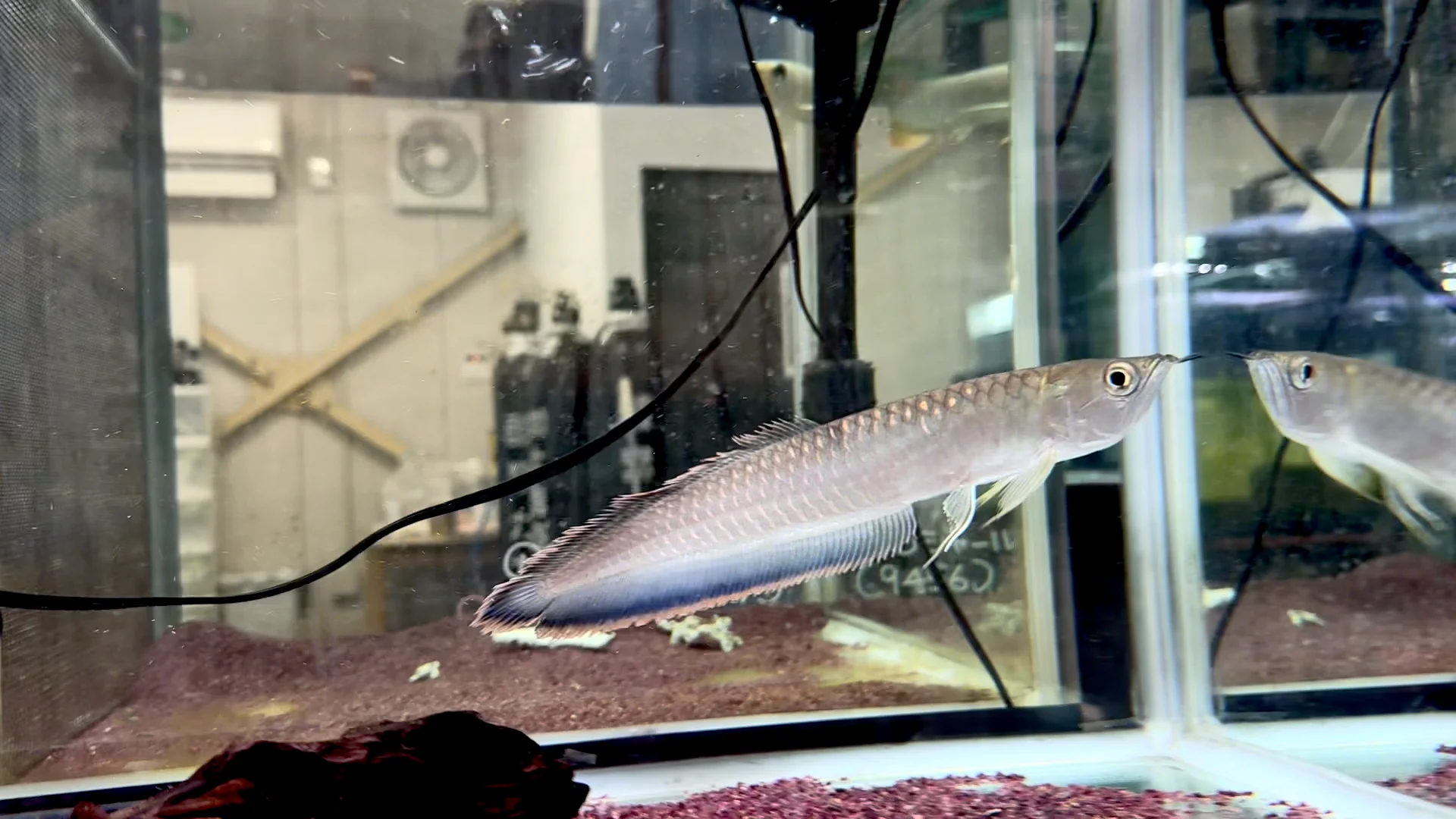 ブラックアロワナ ブラックアロワナ 23cm〜 | AQUASTYLEG