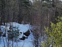 Time in the treetops