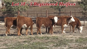 Lot #38 - REGISTERED HEREFORD HEIFERS