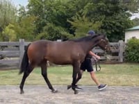 Lot 304 - Ghaiyyath x S'Il Te Plait  C