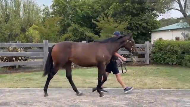 Lot 304 - Ghaiyyath x S'Il Te Plait  C