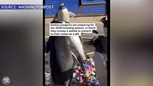 Students Paint Pebbles For Penguins