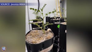 They Grew Chickpeas On The Moon