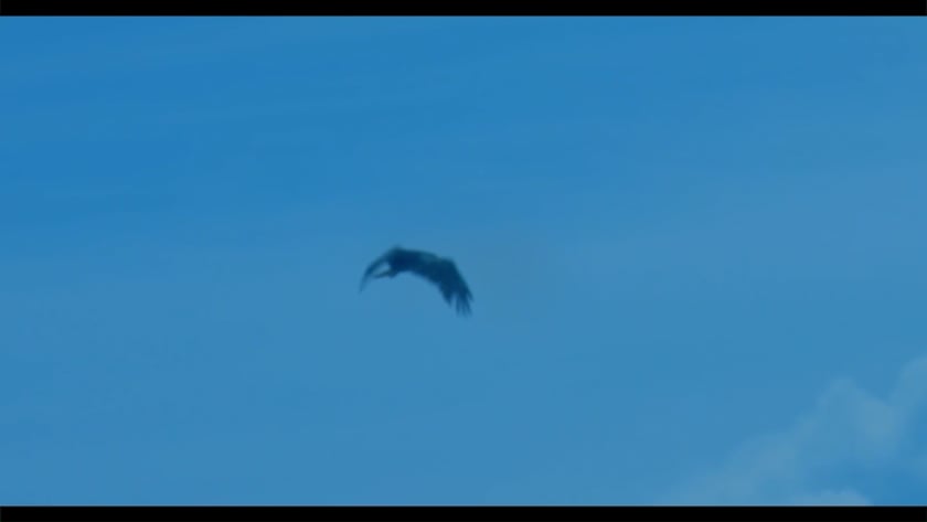 vimeo-video-thumbnail