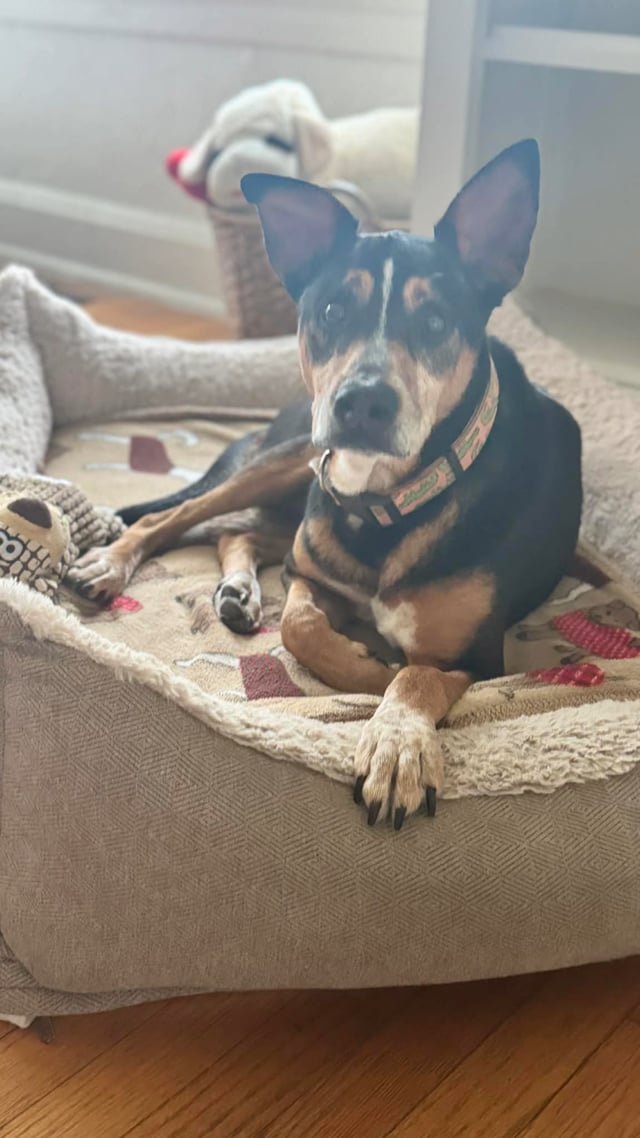 Enlarge Bandit, a ADOPTABLE mixed breed in San Antonio, TX video 6/6