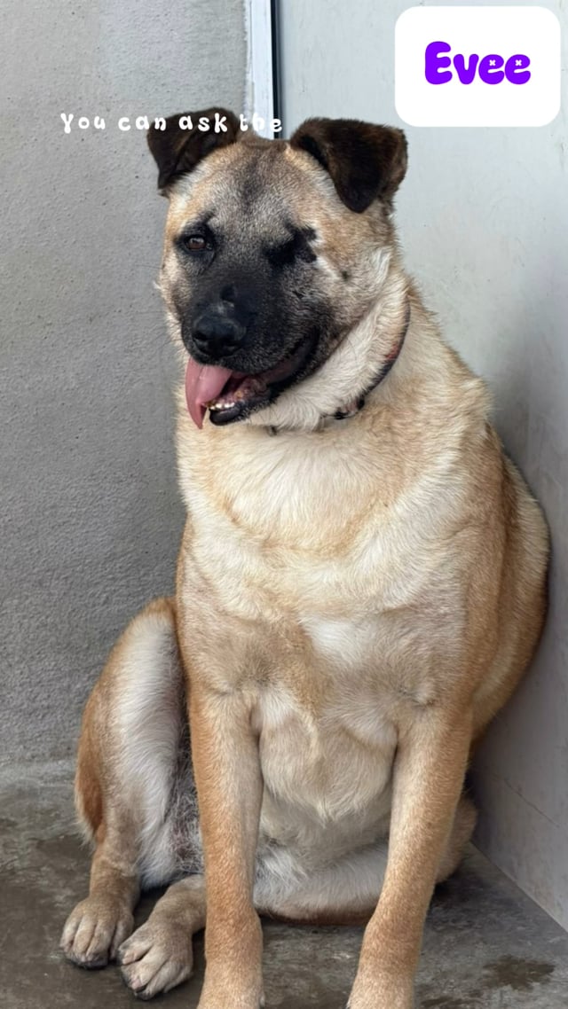 Enlarge Evee (Courtesy Post) -Adopt Me, a Adoptable mixed breed in Lake Forest, CA video 6/6
