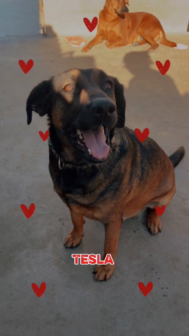 Enlarge Tesla (Courtesy Post) - Adopt Me!, a Adoptable mixed breed in Lake Forest, CA video 6/6