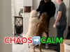 Play Video: Dogs Barking and Jumping Before and After
