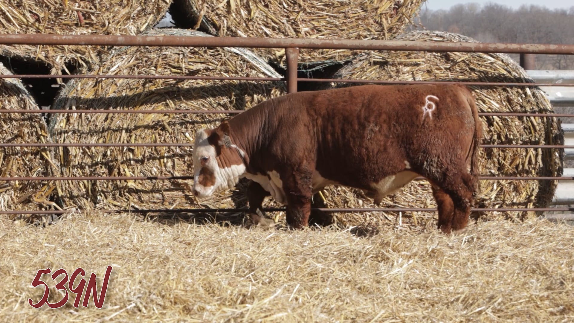 Lot 539 SRR MR BODY BUILDER 539N