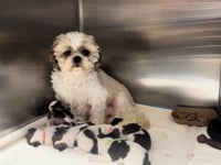 Nursery: Mennett and Puppies