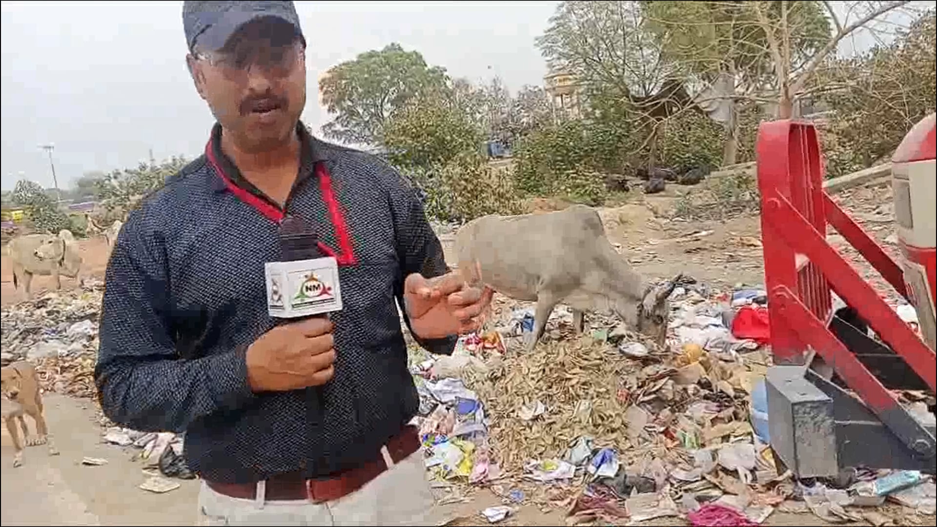 नगर निगम की बड़ी लापरवाही कूड़े के ढेरो पर गाय अपना पेट भरने को मजबूर 