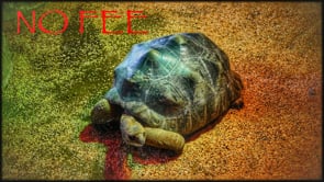 Low Budget Music Videos