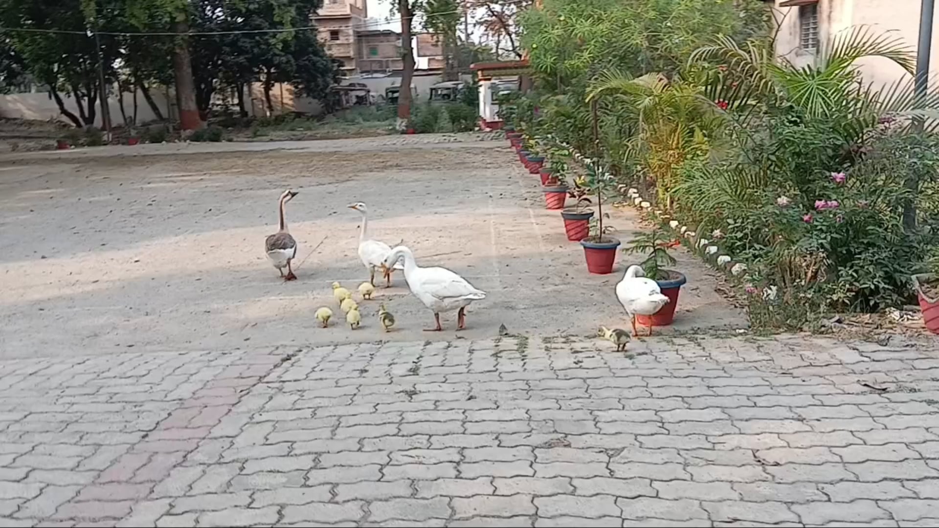 सिरदला थाना परिसर में हंसों का जोड़ा बना आकर्षण, बढ़ रही सुंदरता