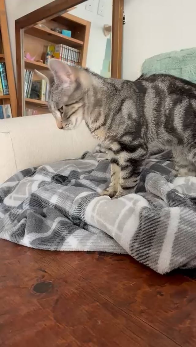 Enlarge Raif, a Adoptable Domestic Short Hair in Jersey City, NJ video 6/6