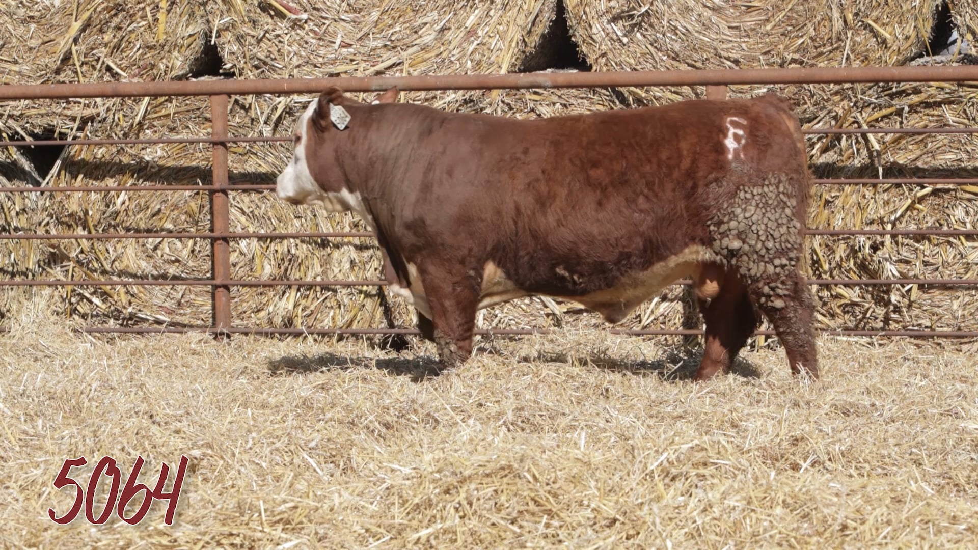 Lot 5064 SRR MR 4K DYNAMIC 5064