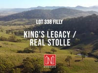 Lot 338 King's Legacy x Real Stolle 24 Filly