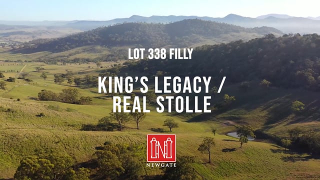 Lot 338 King's Legacy x Real Stolle 24 Filly