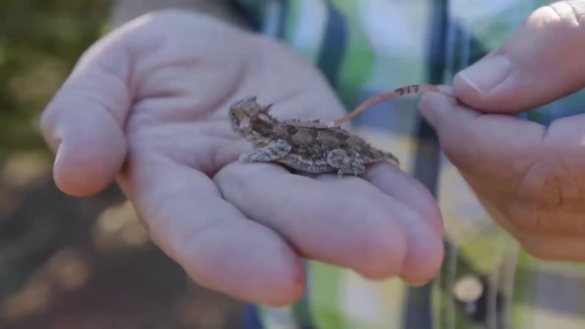 Texas Horned Lizard Conservation Efforts