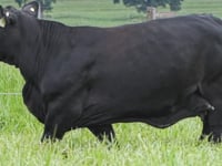 Lote Aspiração<br>ANAMÉLIA 180L