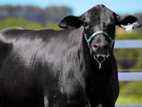 Lote Aspiração<br>VPJ FRANCESCO IA 579