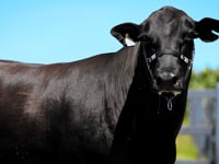 Lote Aspiração<br>PRIMAVERA TE 618 MAJU