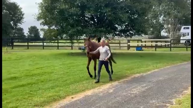 Lot 23