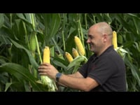 Asesoramento técnico e campos de ensaio para elixir o millo máis axeitado en cada zona