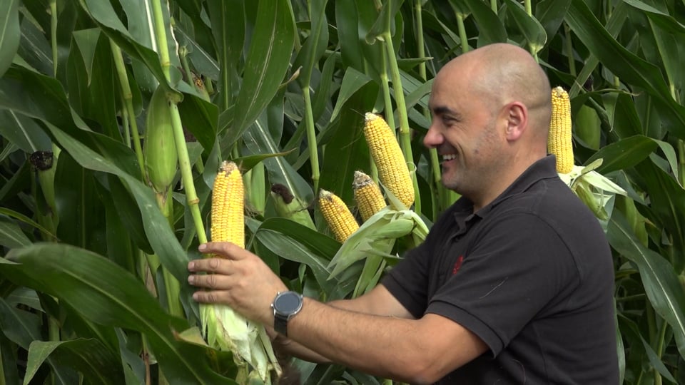 Semillas LG potencia su estrategia de maíz “a medida” para la campaña 2026
