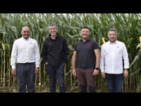 Dixestibilidade, rendemento e adaptación: así son as variedades de millode Semillas LG