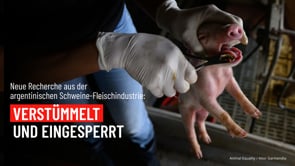 Neue Recherche aus der argentinischen Schweine-Fleischindustrie