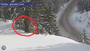 Bigfoot Spotted?