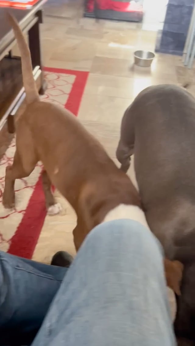 Enlarge Muggles, a Adoptable mixed breed in Seabrook, NH video 6/6