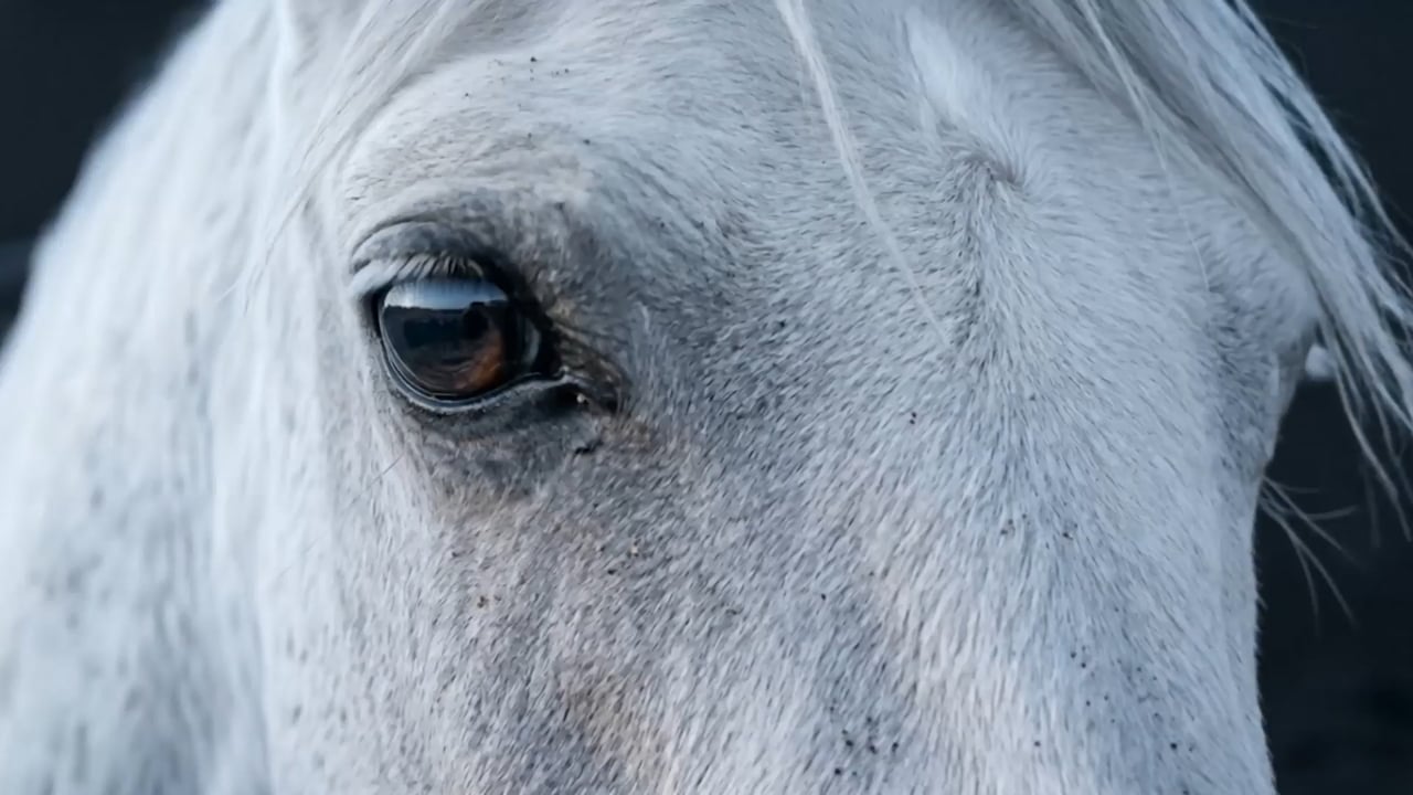 Build a Professional Ad