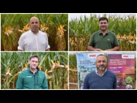 Las tres claves del maíz en Coluga: semilla, abono y fitosanitarios