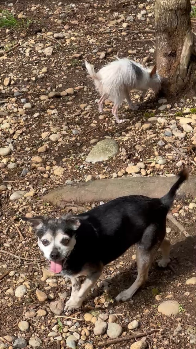 Enlarge MUNCHKIN, an adopted mixed breed in Graham, WA video 4/4