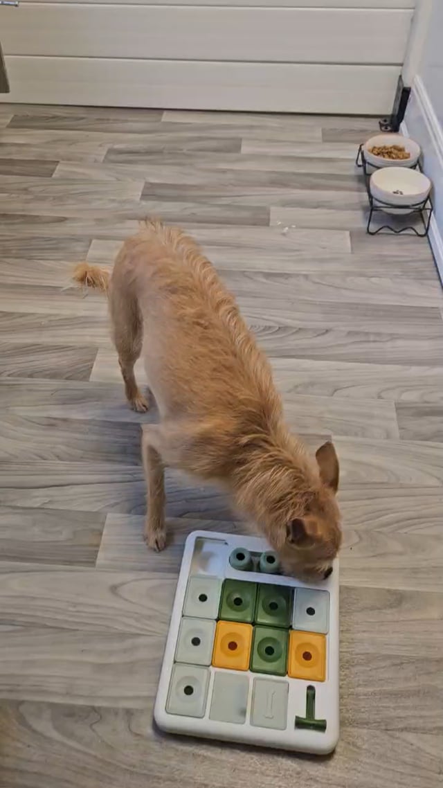 Enlarge ECHO, a Adoptable mixed breed in Graham, WA video 6/6